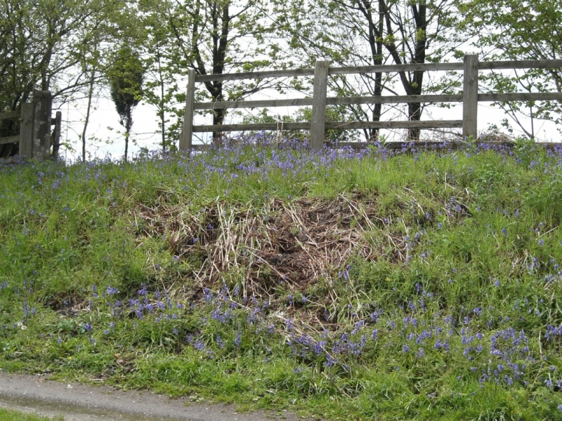 Bluebells