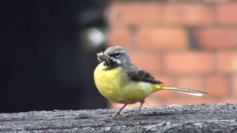Yellow Wagtail on the balance beam