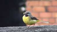 Yellow Wagtail on the balance beam