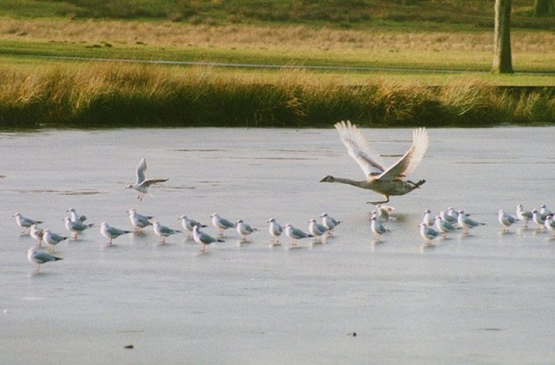 Tatton Mere (frozen) - 15