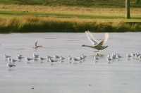 Tatton Mere (frozen) - 15