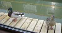 ducks