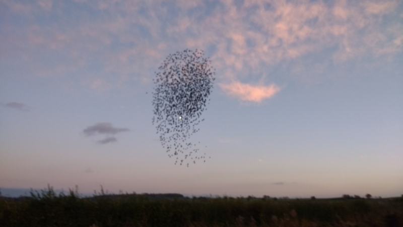 Birds