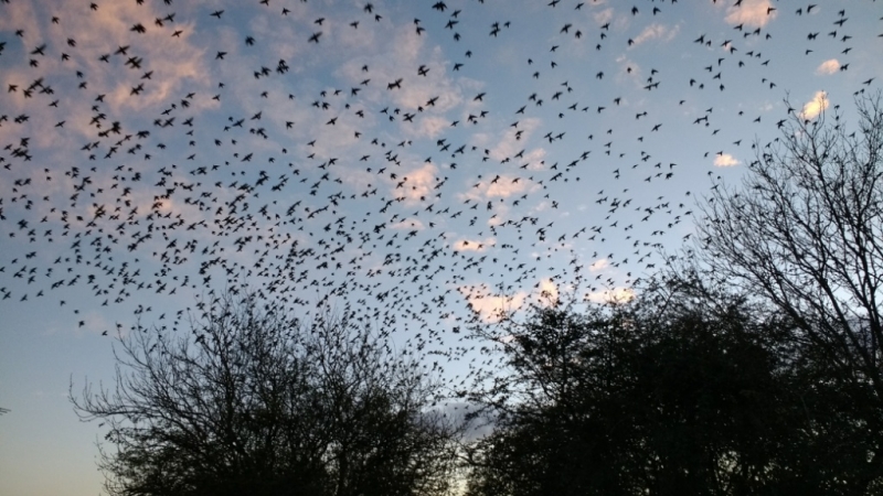 Birds