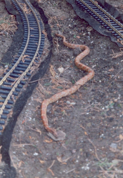 05 - Snake Pass