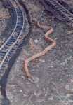 05 - Snake Pass