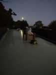 Pig in moonlight