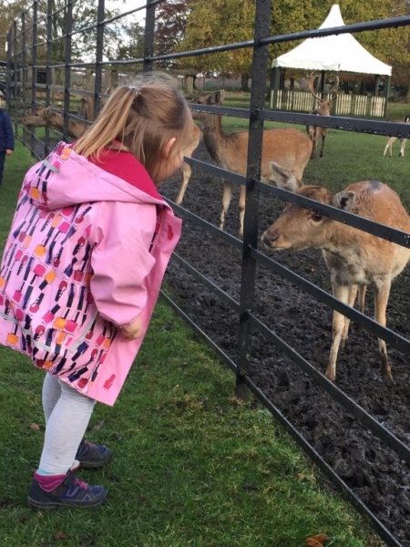 Reindeer