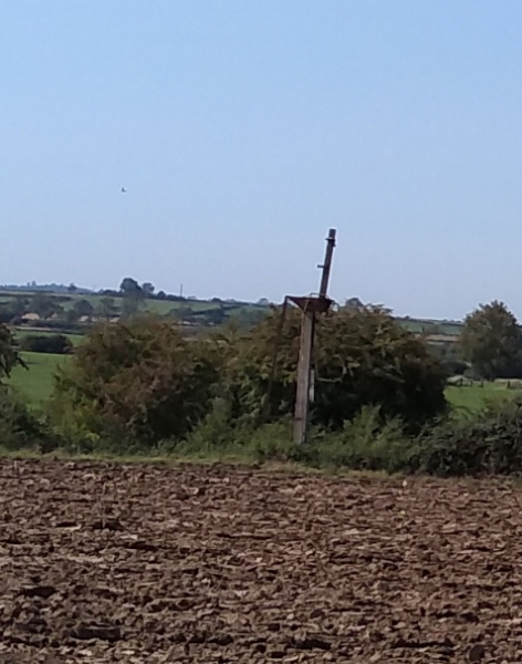 Signal