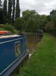 Willows
