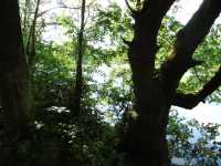 02 - Tushingham's Pond