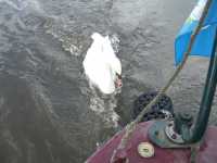 Trent and Mersey canal