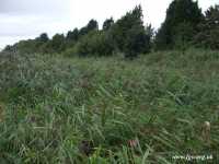 05 - Overgrown Reed Beds