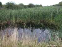 04 - Overgrown Reed Beds