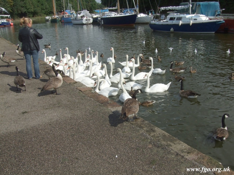 03 - A Bevy of Swans