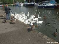 03 - A Bevy of Swans